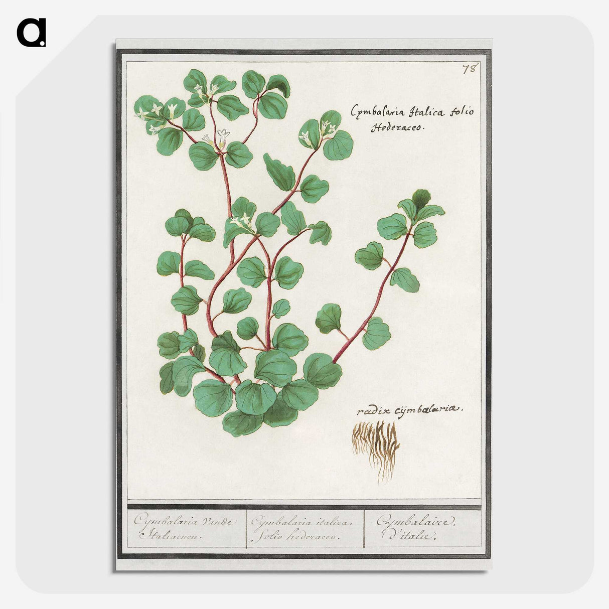 3-35_Anselmus-Boetius-de-Boodt_picture-crop