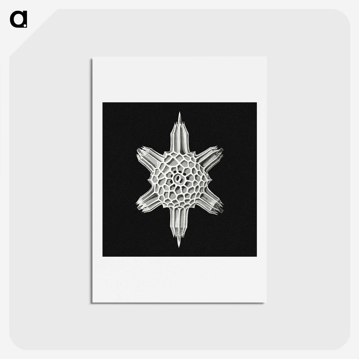 3-35_Ernst-Haeckel_hagaki