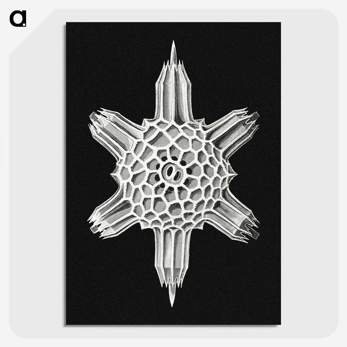 3-35_Ernst-Haeckel_picture-crop
