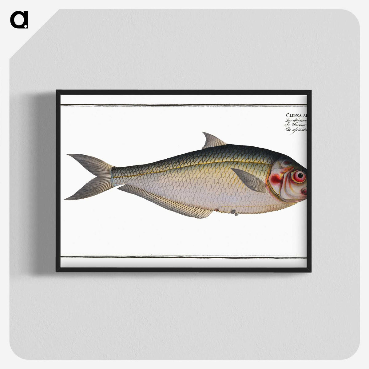 3-35_Ichtyologie-ou-Histoire-naturelle_blk-crop