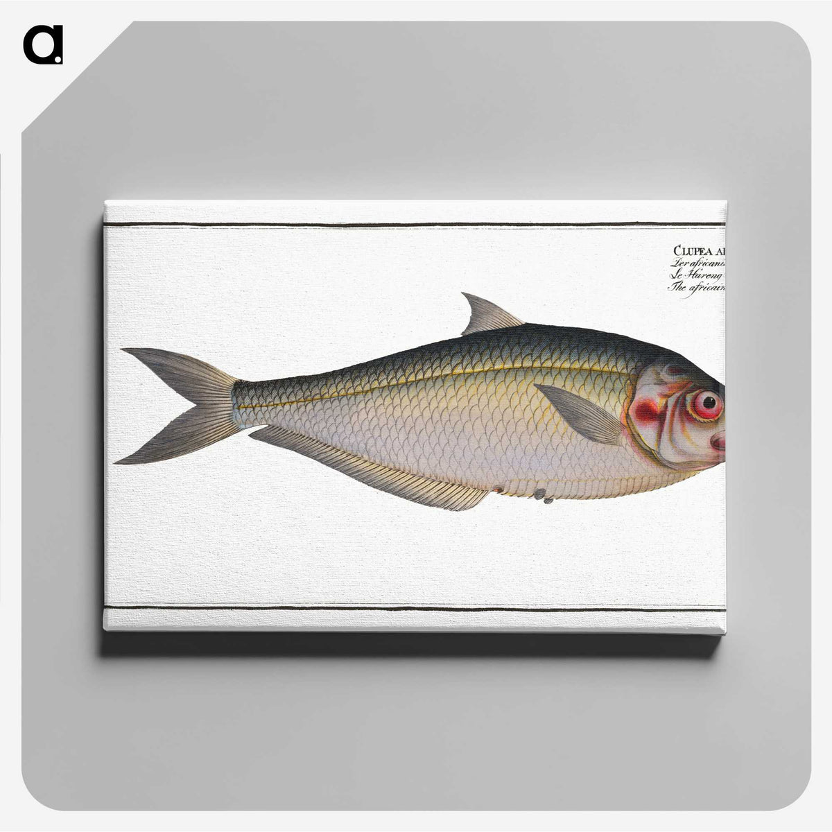 3-35_Ichtyologie-ou-Histoire-naturelle_canvas