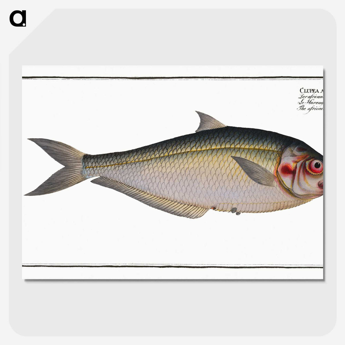 3-35_Ichtyologie-ou-Histoire-naturelle_picture-crop