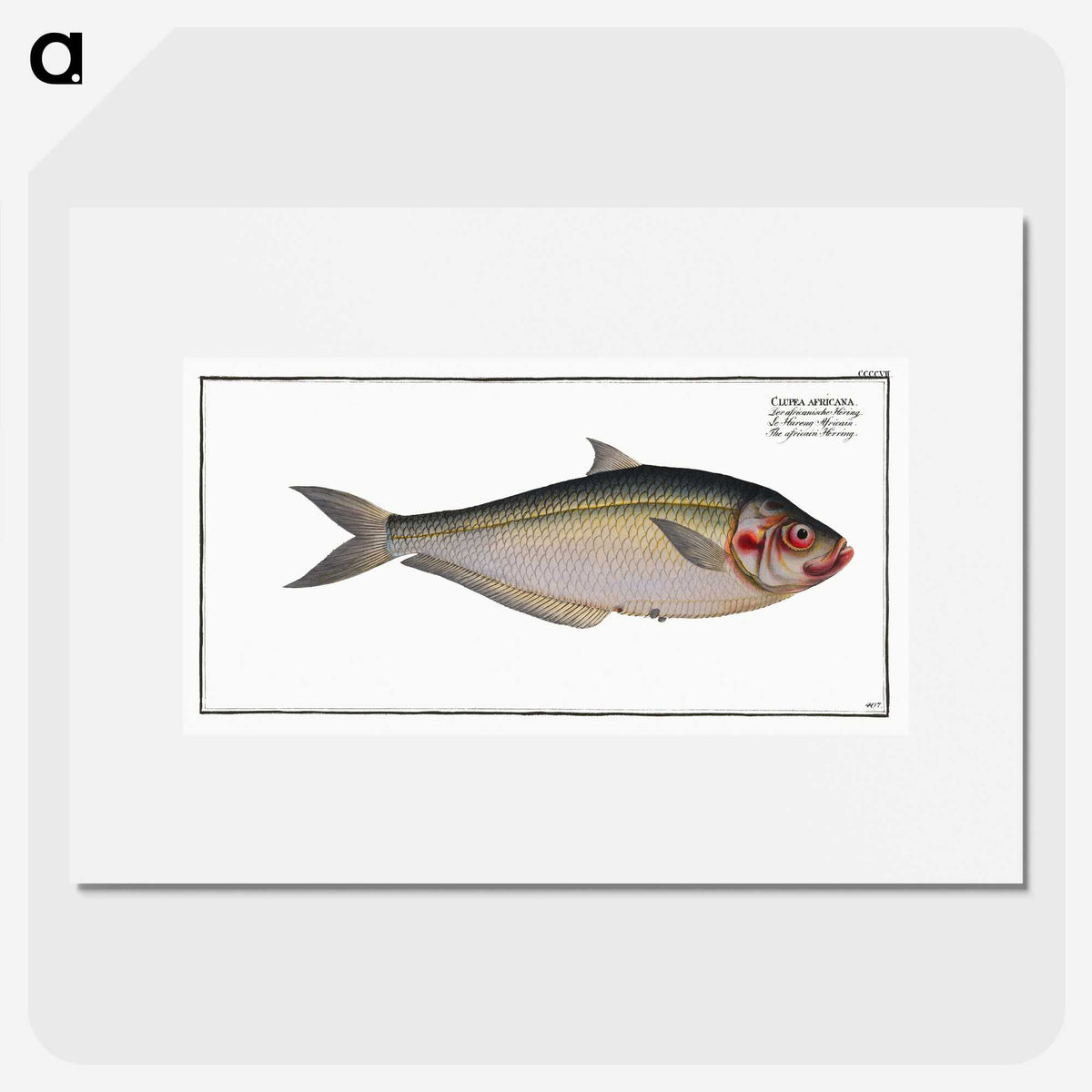 3-35_Ichtyologie-ou-Histoire-naturelle_picture