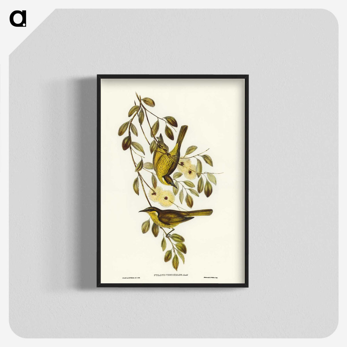 3-35_John-Gould_blk-crop