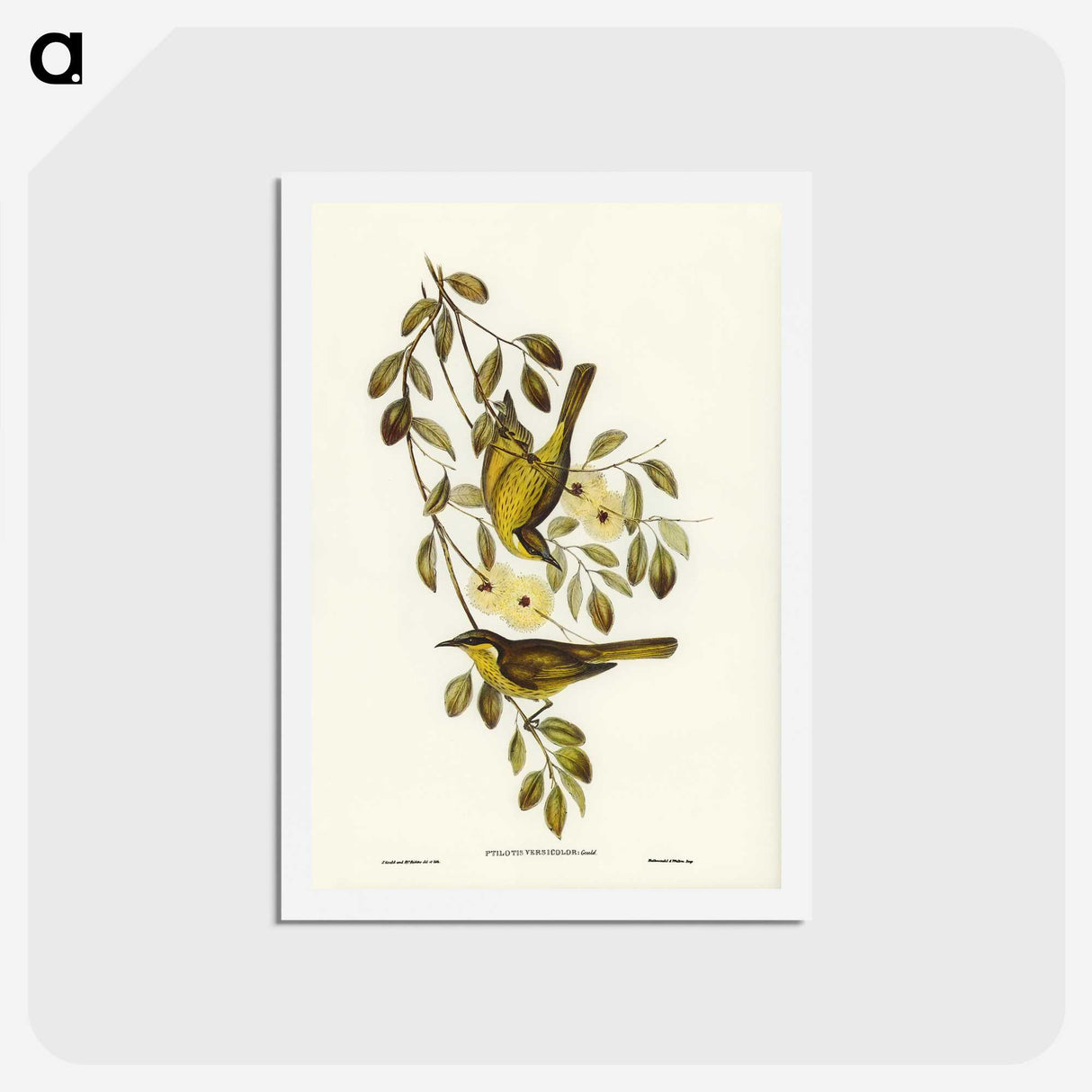 3-35_John-Gould_hagaki