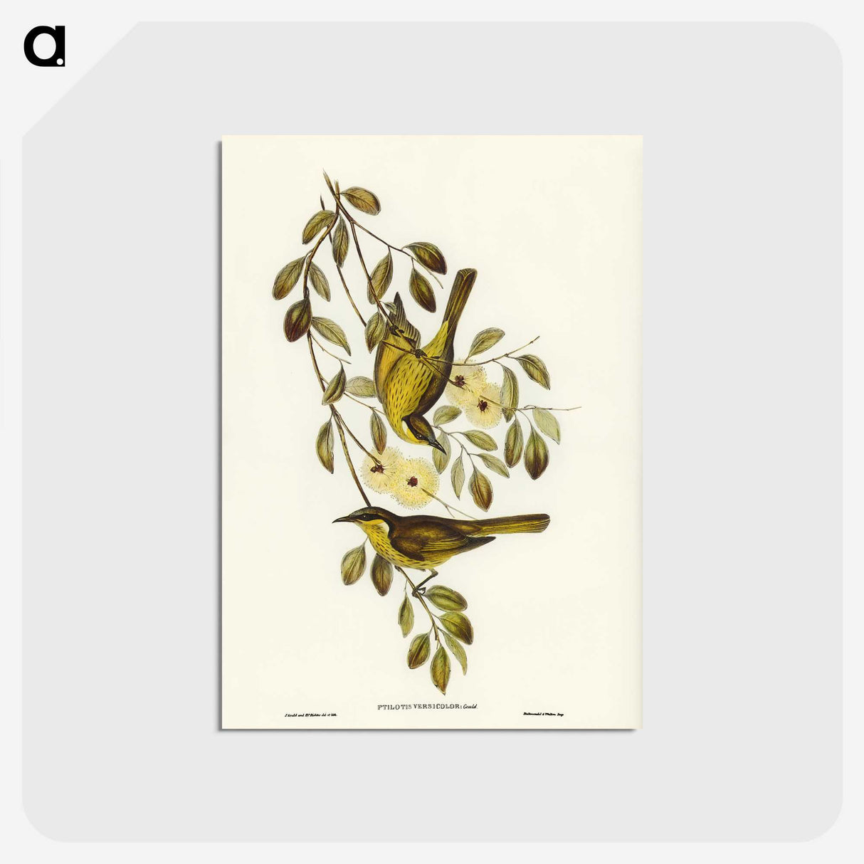 3-35_John-Gould_postcard