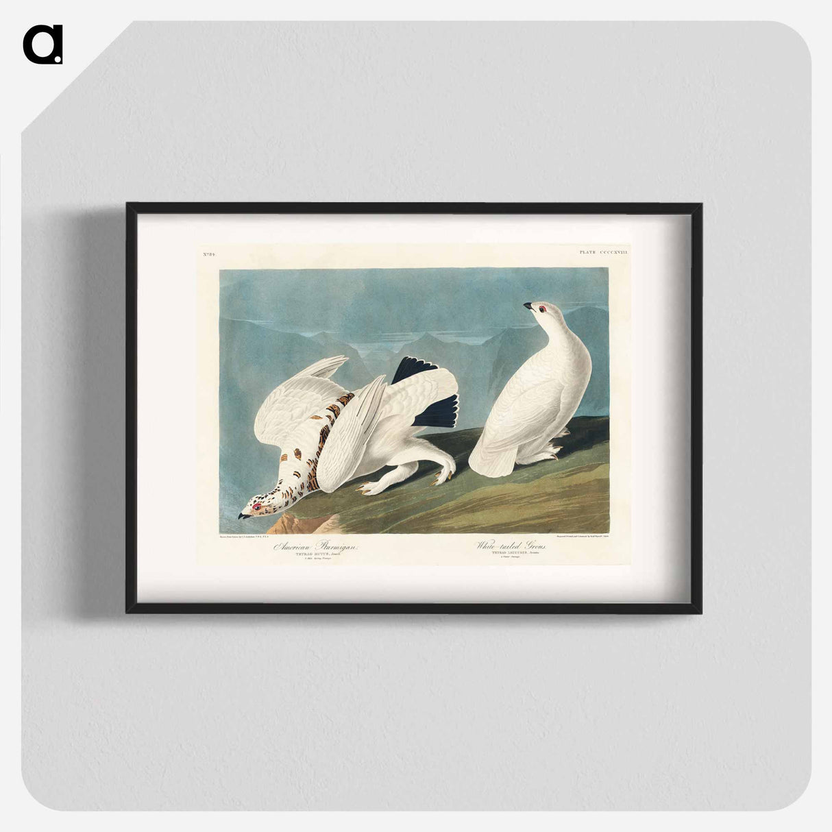 アートポスター-American Ptarmigan and White-tailed Grouse
- ジョン ジェームス オーデュボン Poster.