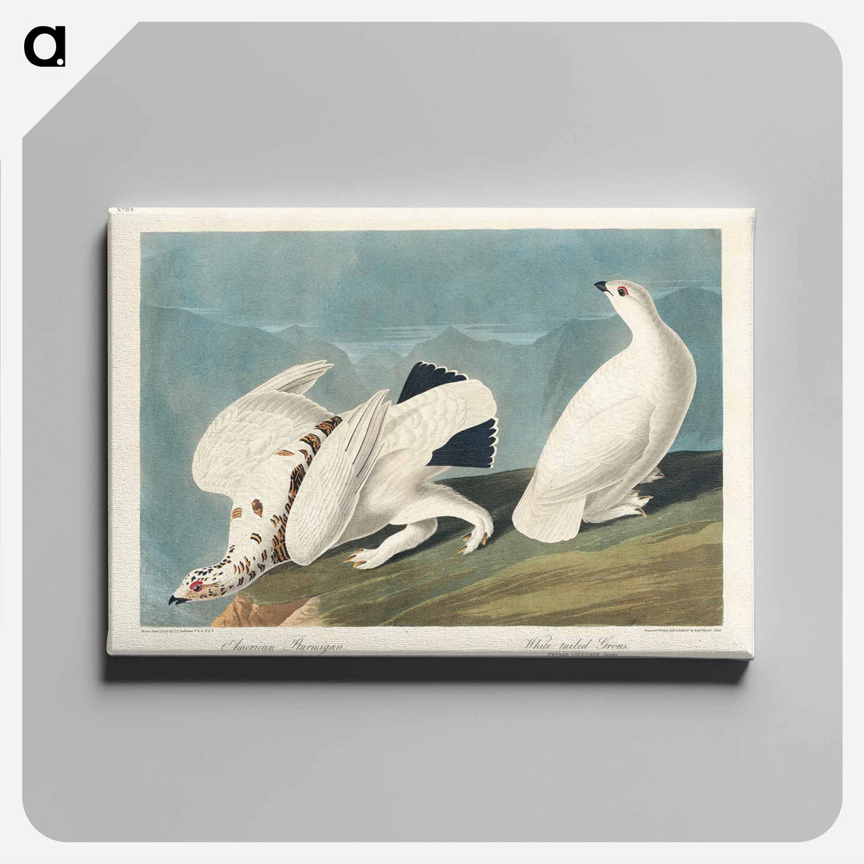 アートパネル-American Ptarmigan and White-tailed Grouse
- ジョン ジェームス オーデュボン Canvas.