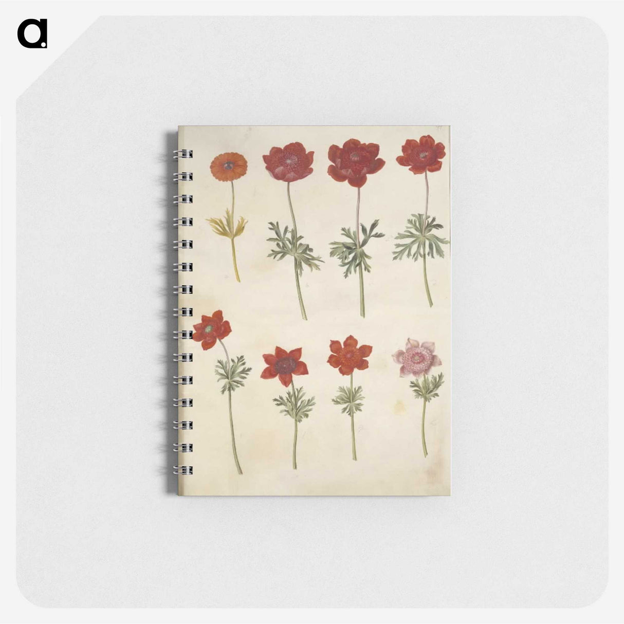 3-35_Maria-Sibylla-Merian_memo