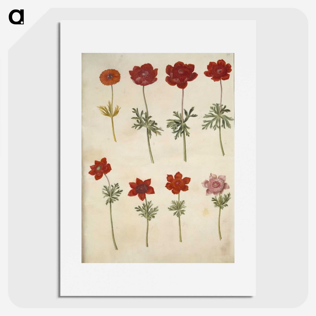 3-35_Maria-Sibylla-Merian_picture