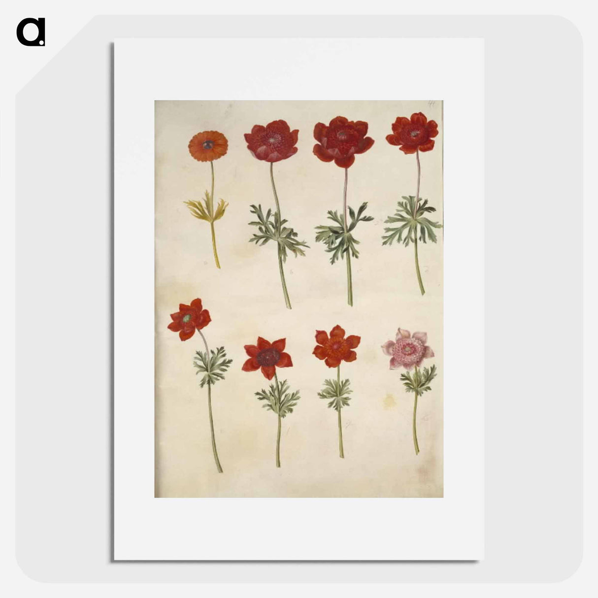 アートポスター-Anemone ×fulgens and Anemone coronaria
- マリア ジビーラ メーリアン Poster.