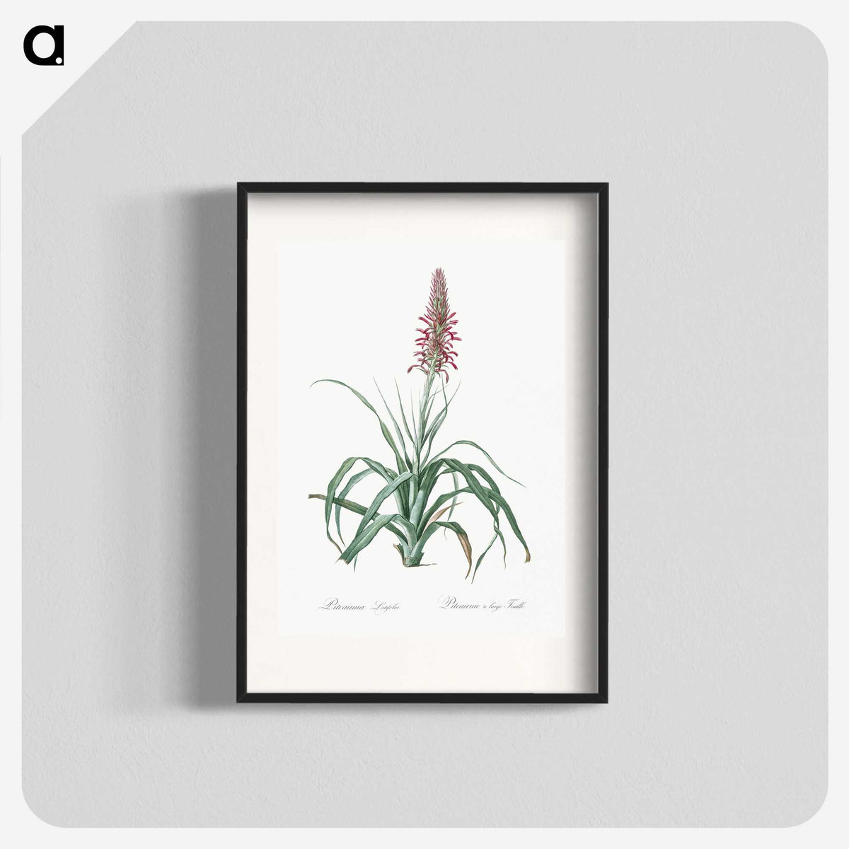 3-35_The-Lilies_blk