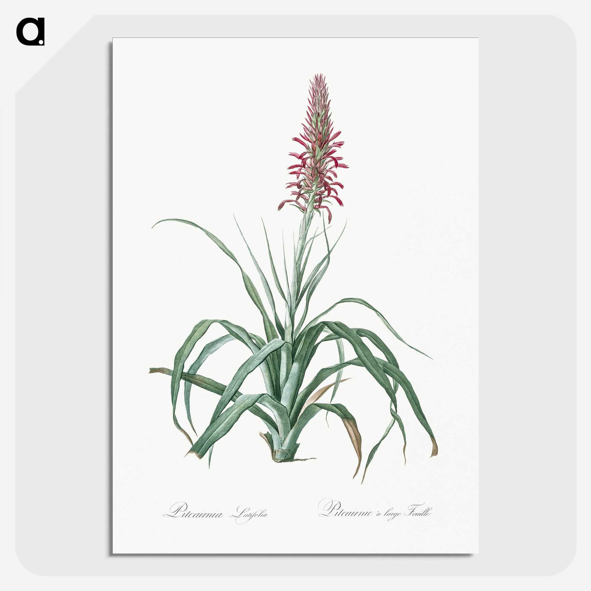 3-35_The-Lilies_picture-crop