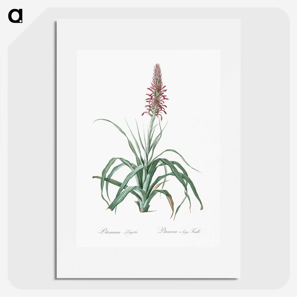 3-35_The-Lilies_picture