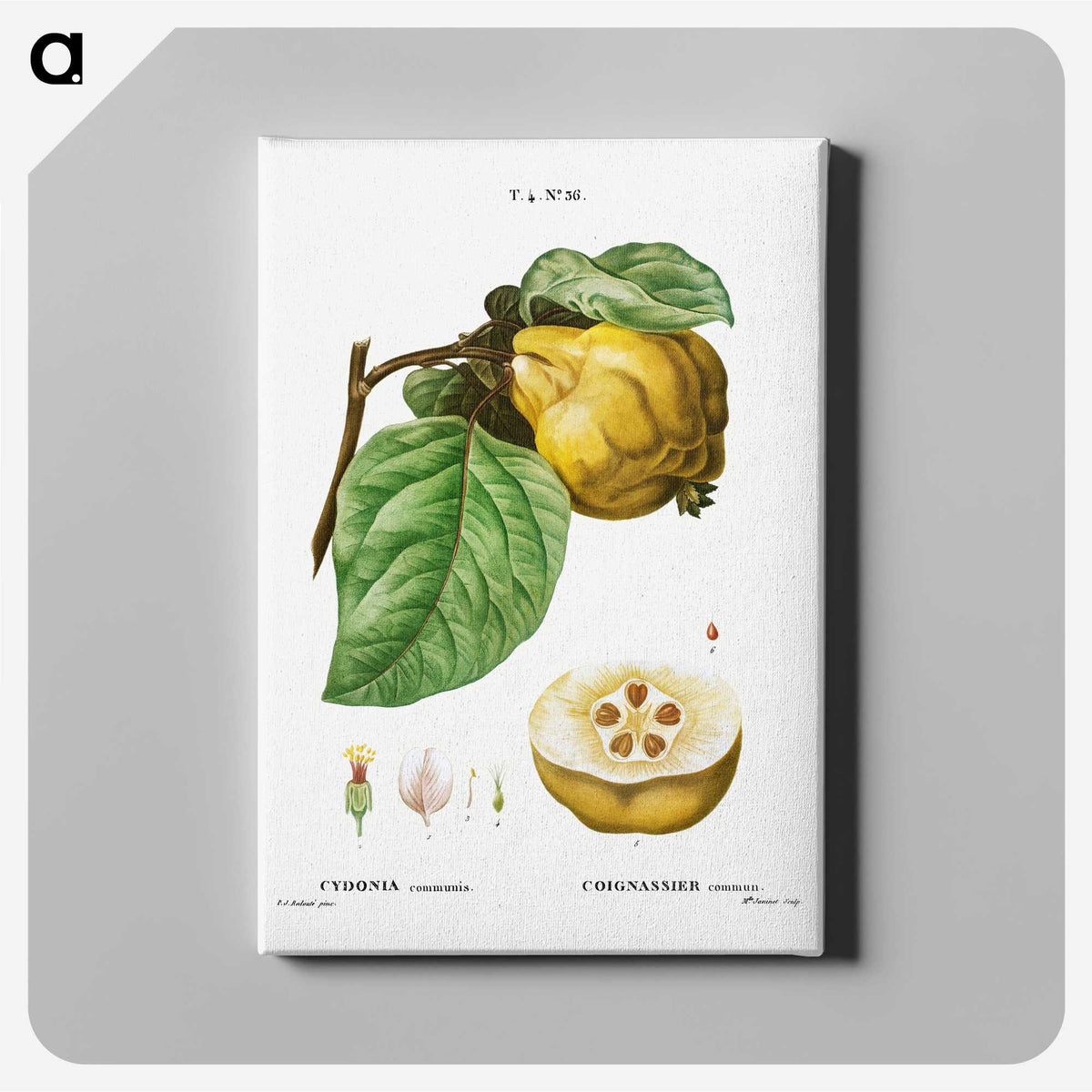 3-35_Treatise-on-Trees-and-Shrubs_canvas