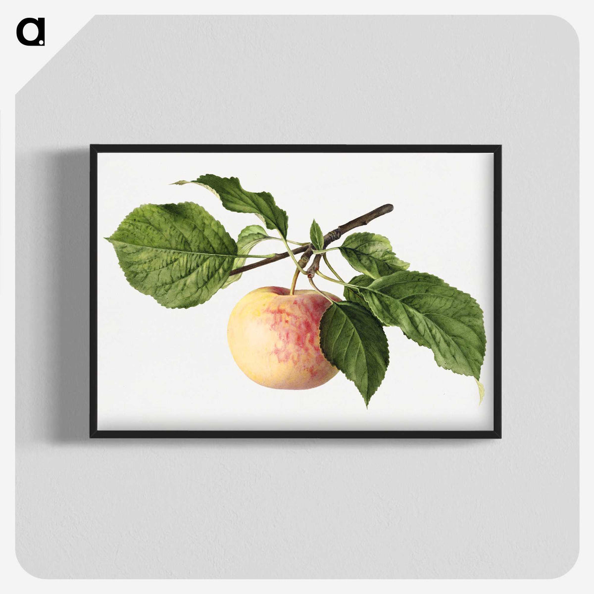 3-35_USDA-Watercolor-Fruit-Painting-Collection_blk-crop
