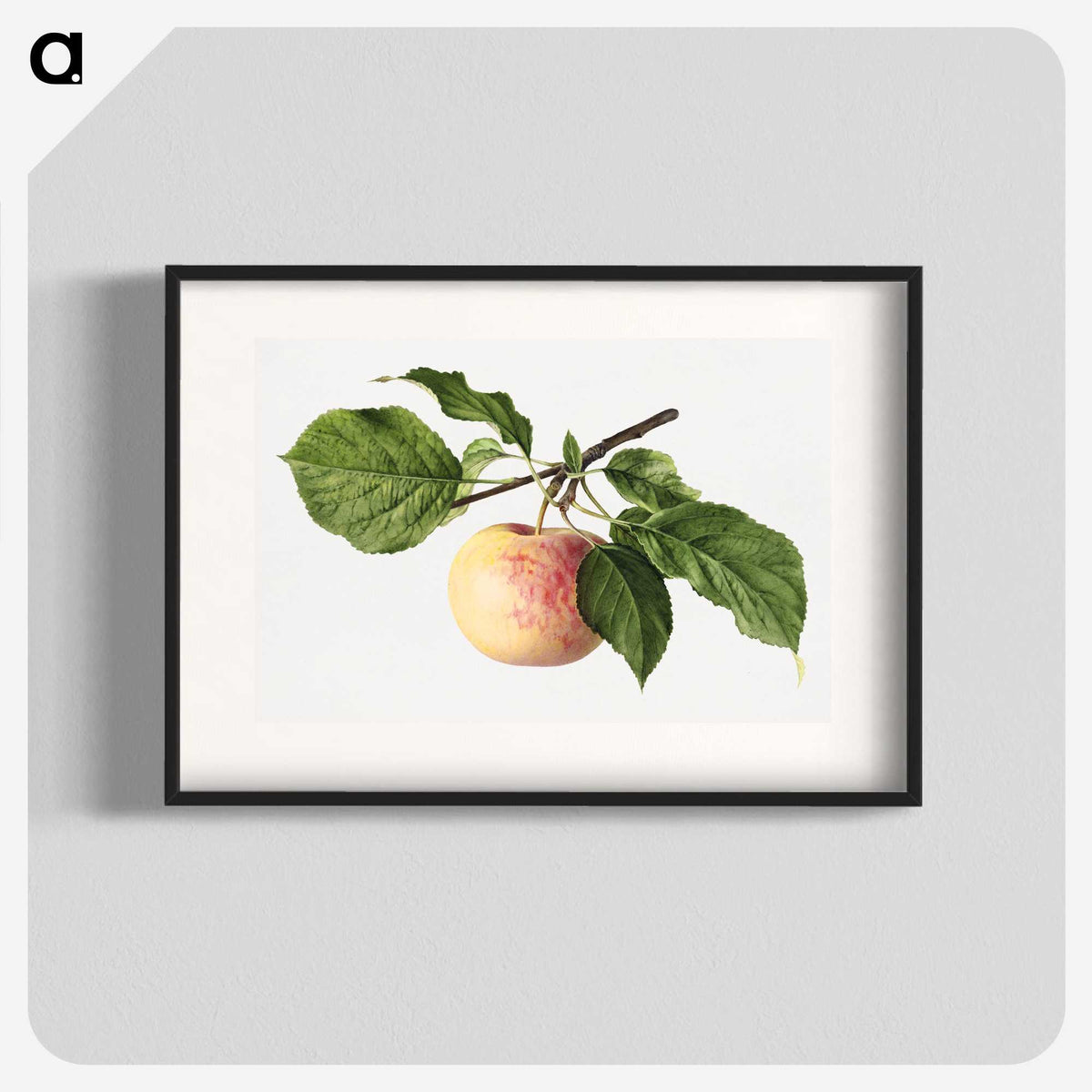 3-35_USDA-Watercolor-Fruit-Painting-Collection_blk