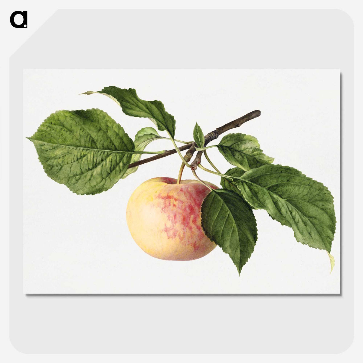 3-35_USDA-Watercolor-Fruit-Painting-Collection_picture-crop