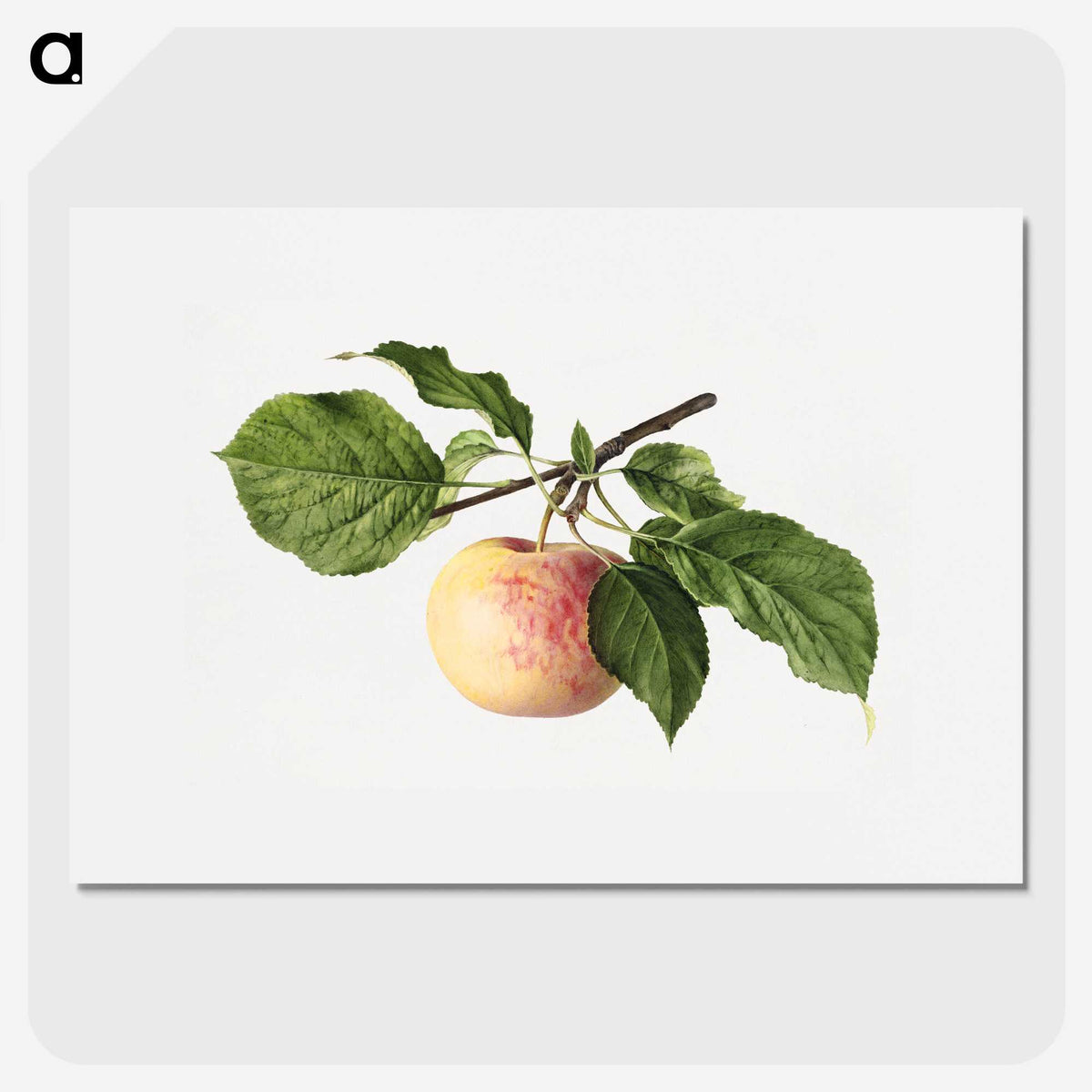 3-35_USDA-Watercolor-Fruit-Painting-Collection_picture