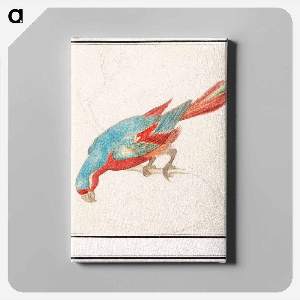 Parrot - アンセルムス ボエティウス デ ブート Canvas.