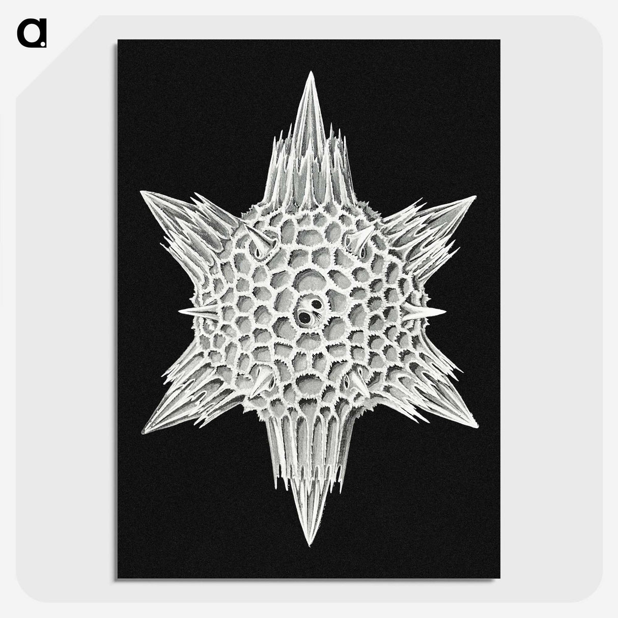 3-36_Ernst-Haeckel_picture-crop
