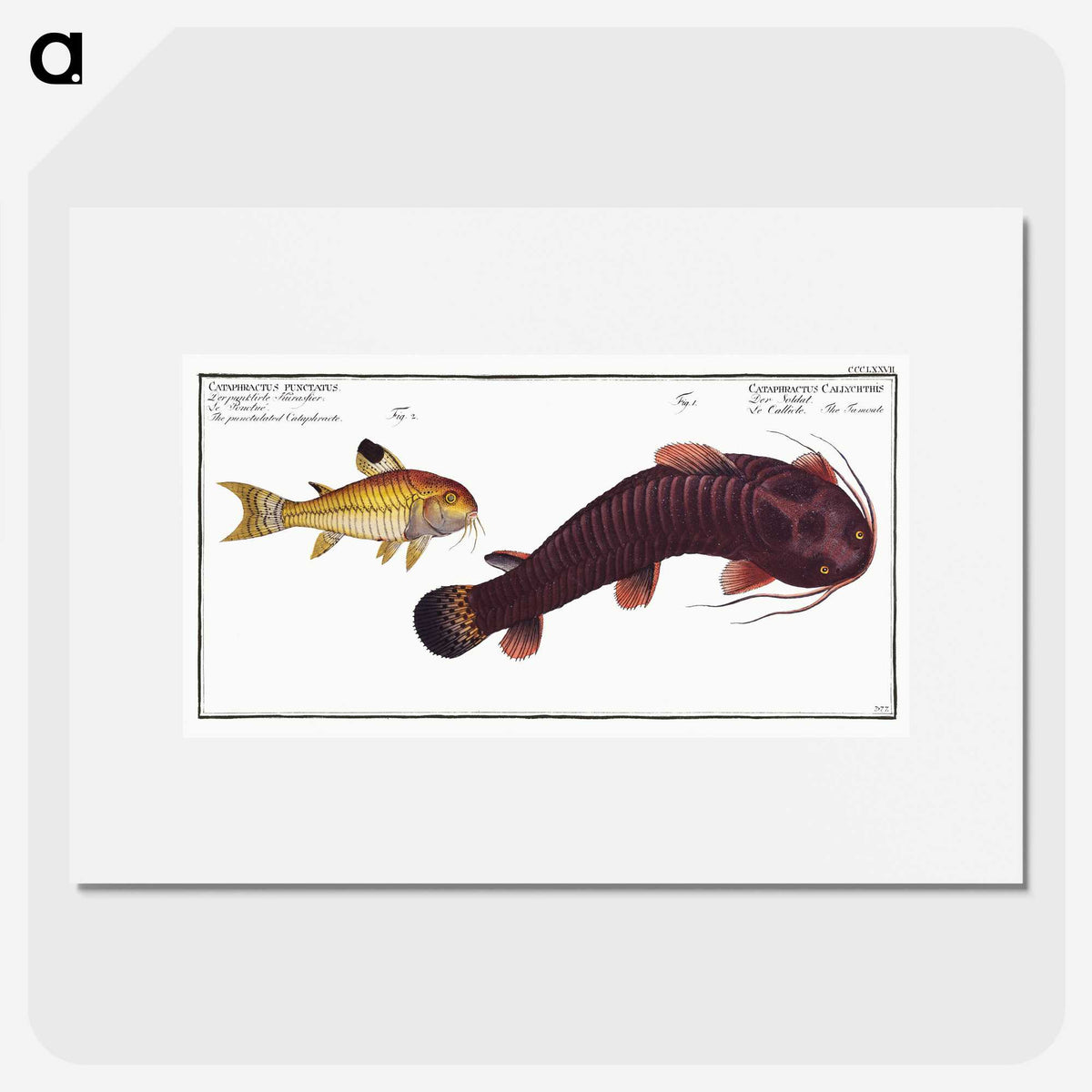 3-36_Ichtyologie-ou-Histoire-naturelle_picture
