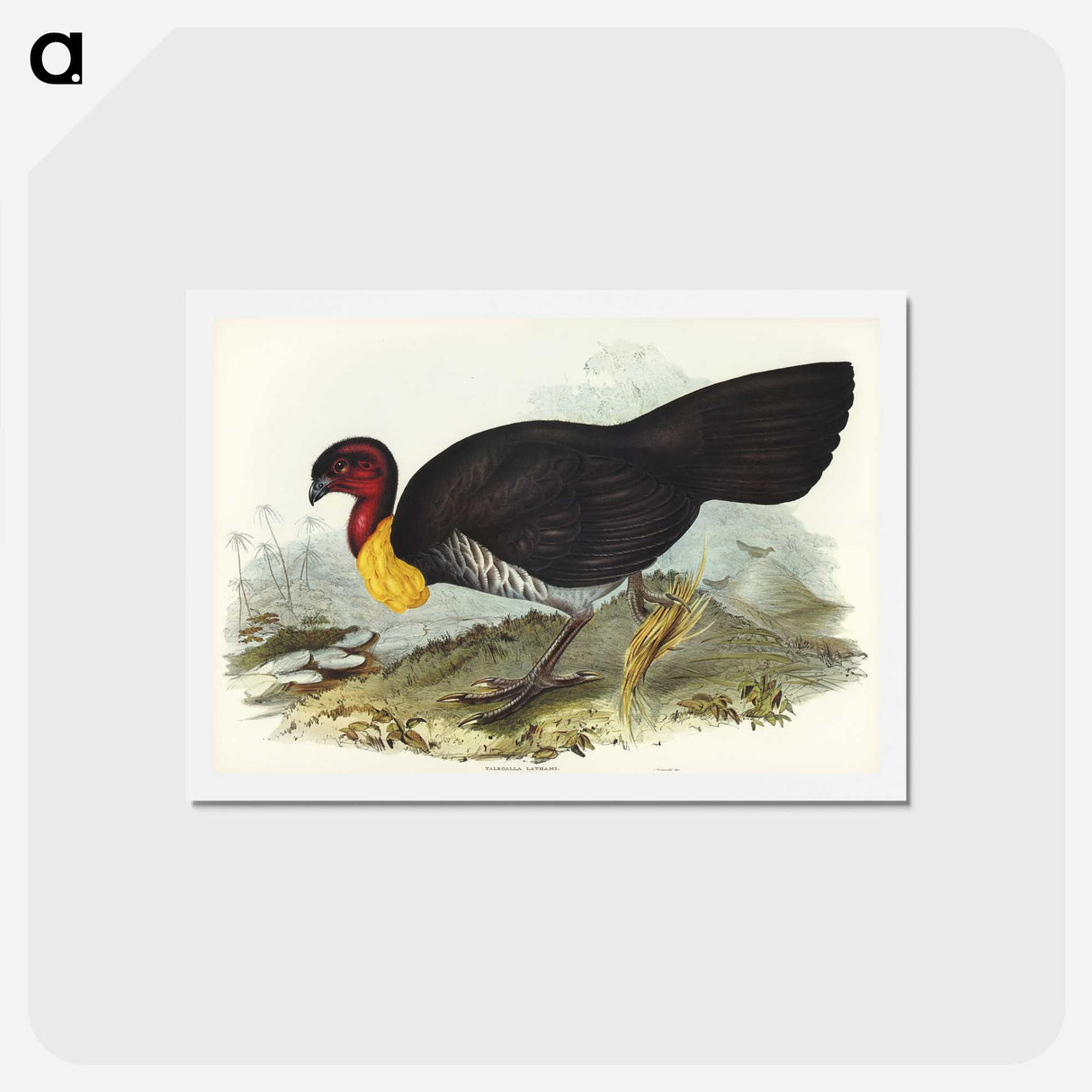3-36_John-Gould_hagaki