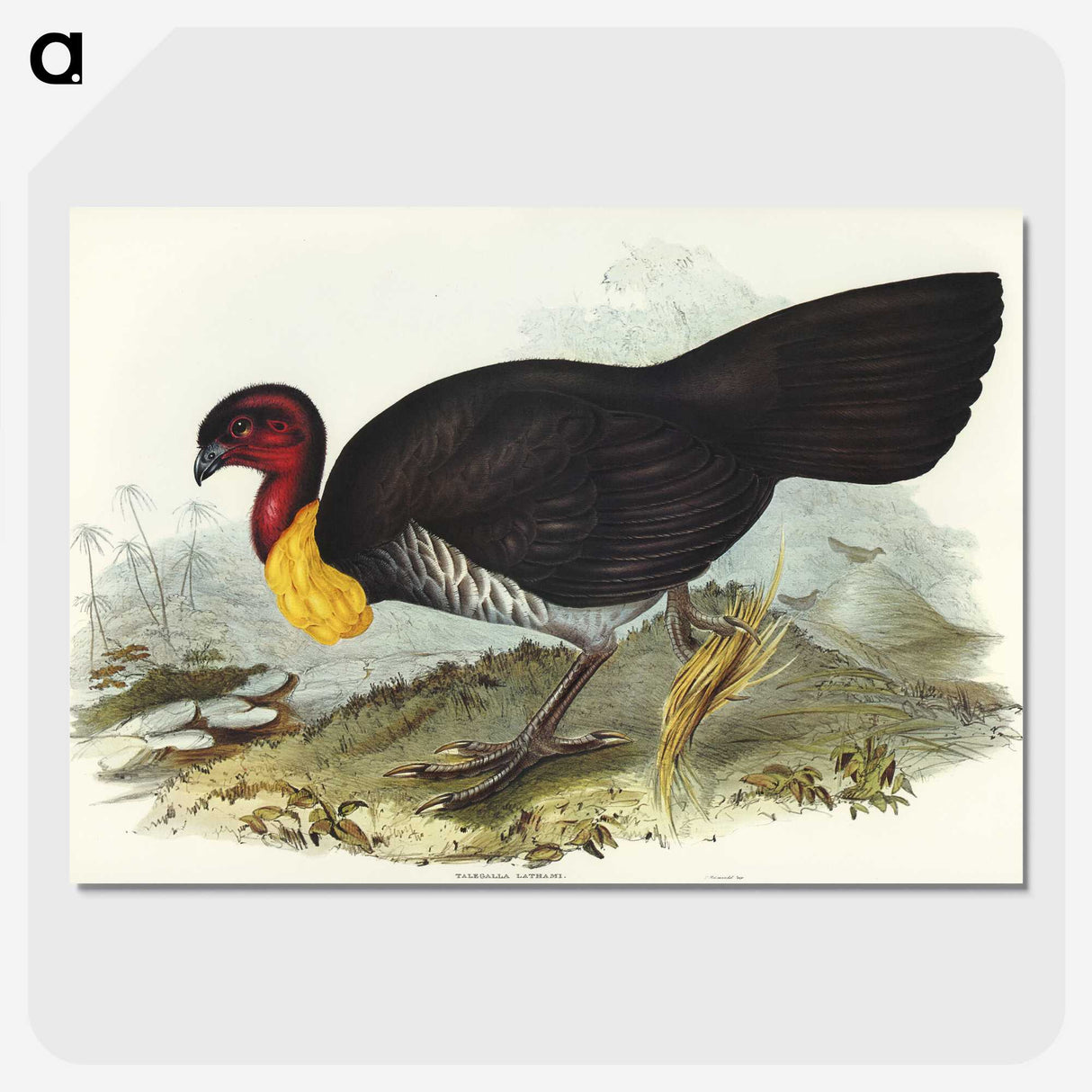 3-36_John-Gould_picture-crop