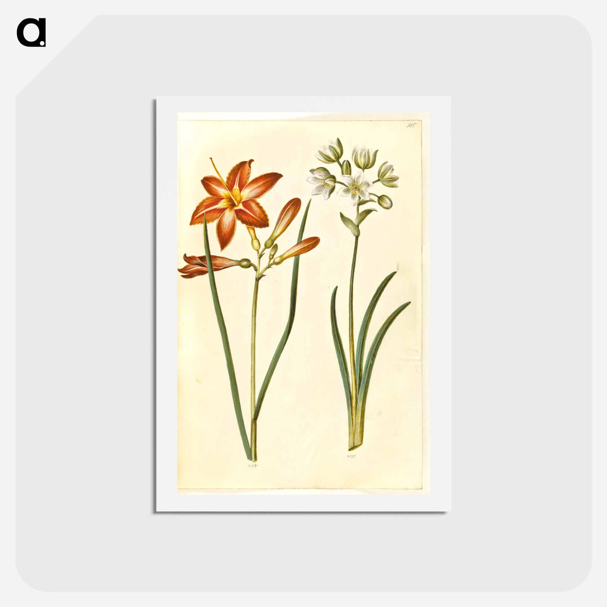 アートポストカード-Hemerocallis fulva and Ornithogalum arabicum
- マリア ジビーラ メーリアン Postcard.