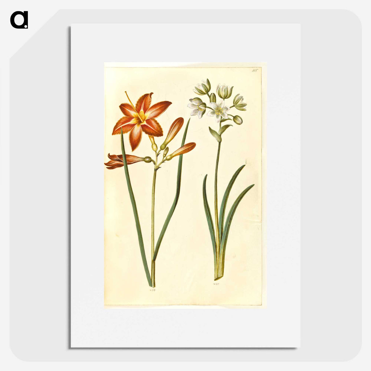 3-36_Maria-Sibylla-Merian_picture
