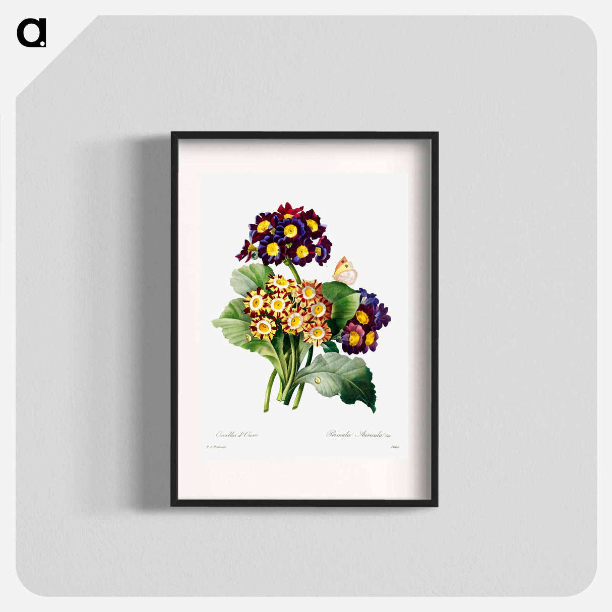 Primula auricula - ピエール ジョゼフ ルドゥーテ Poster.