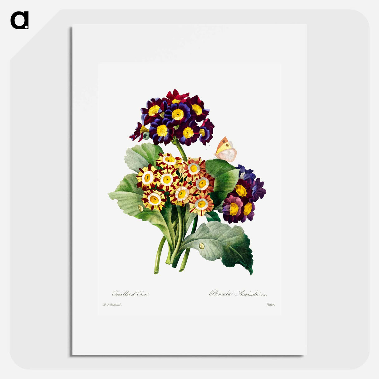 Primula auricula - ピエール ジョゼフ ルドゥーテ Poster.