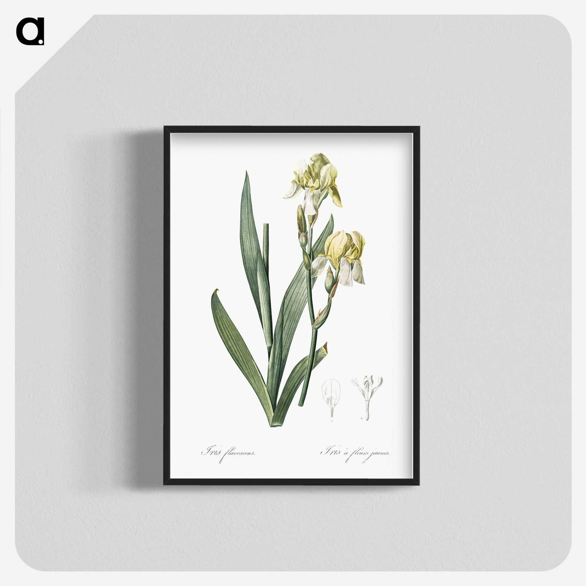 3-36_The-Lilies_blk-crop