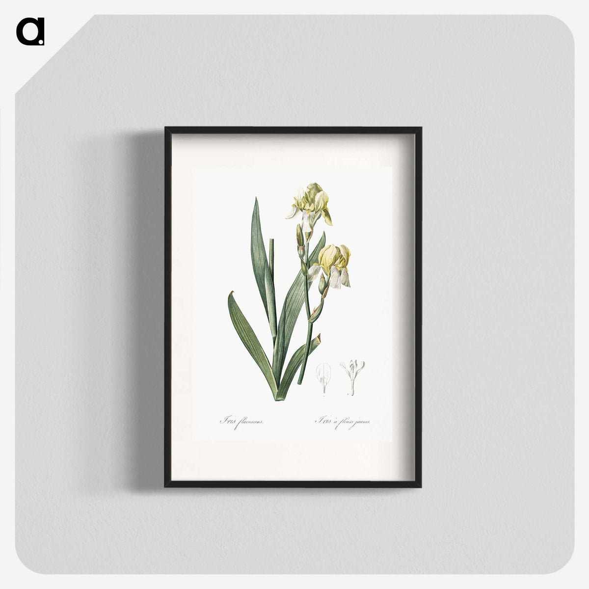 3-36_The-Lilies_blk