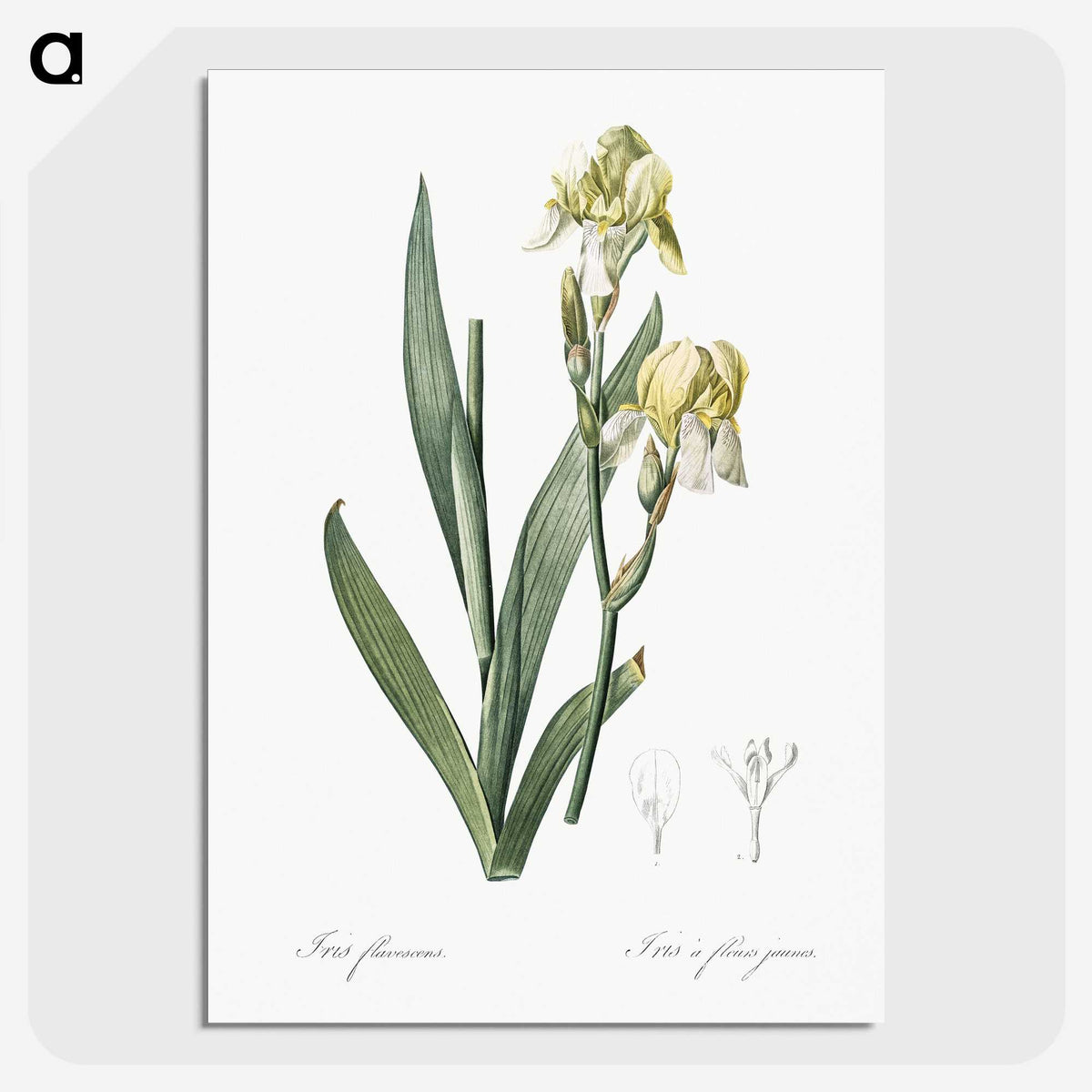 3-36_The-Lilies_picture-crop