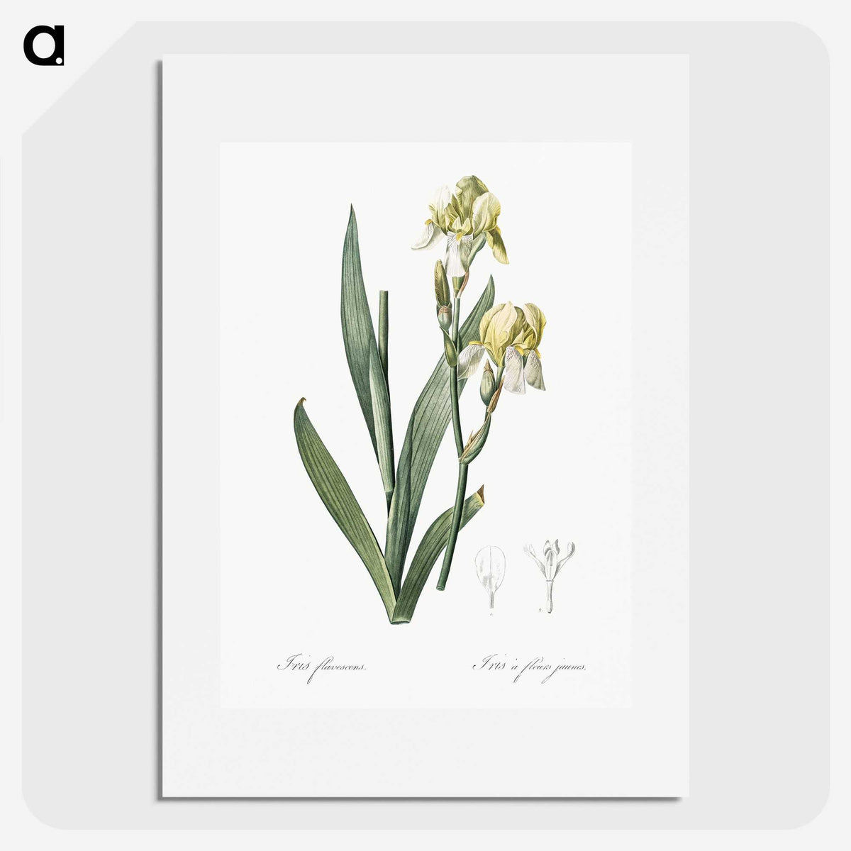 3-36_The-Lilies_picture