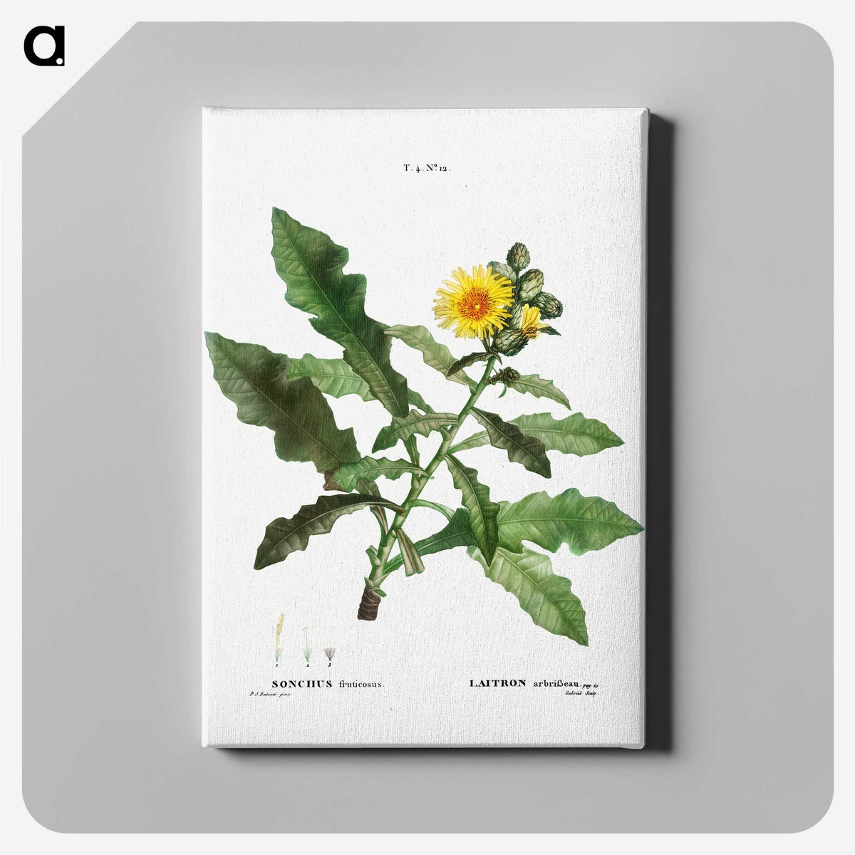 3-36_Treatise-on-Trees-and-Shrubs_canvas