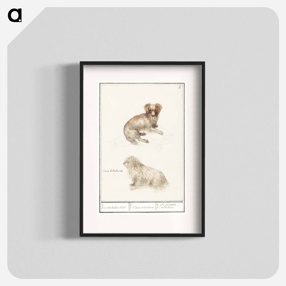 Two dogs - アンセルムス ボエティウス デ ブート Poster.