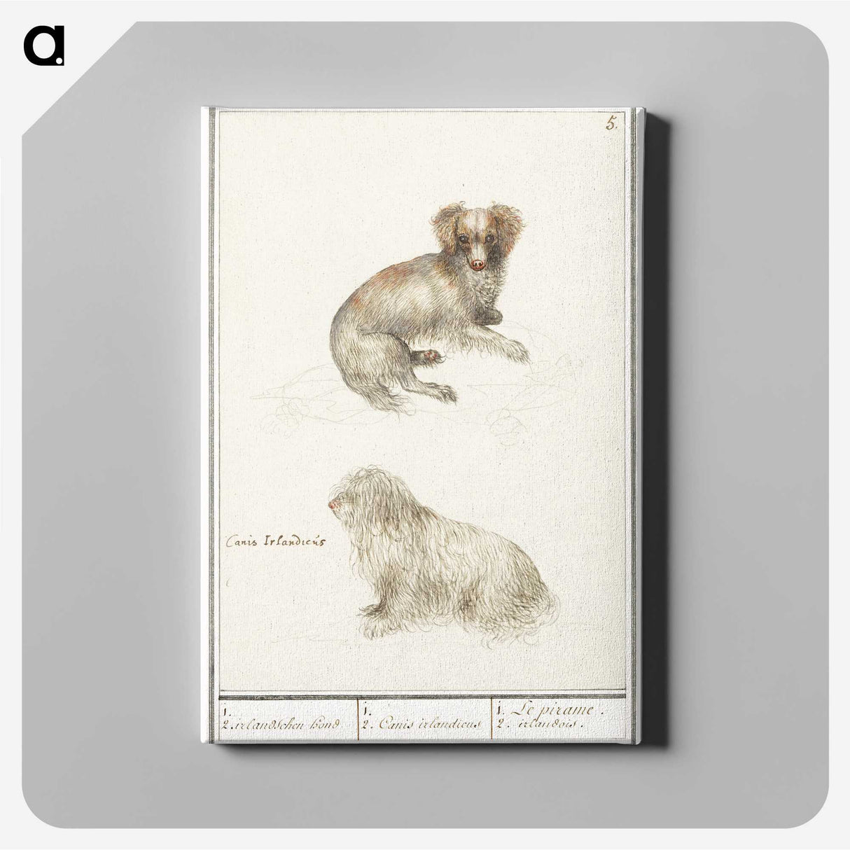 3-37_Anselmus-Boetius-de-Boodt_canvas