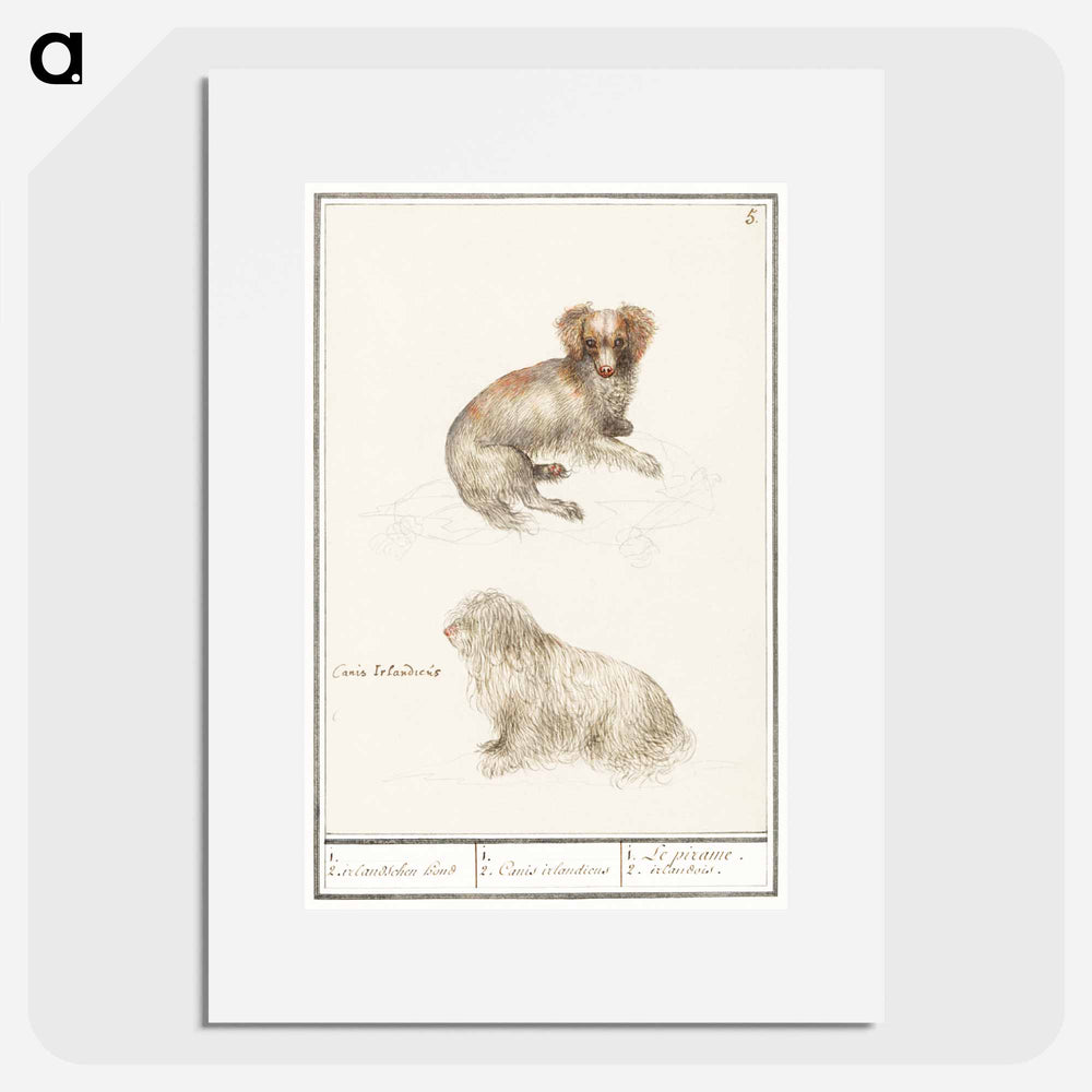 Two dogs - アンセルムス ボエティウス デ ブート Poster.