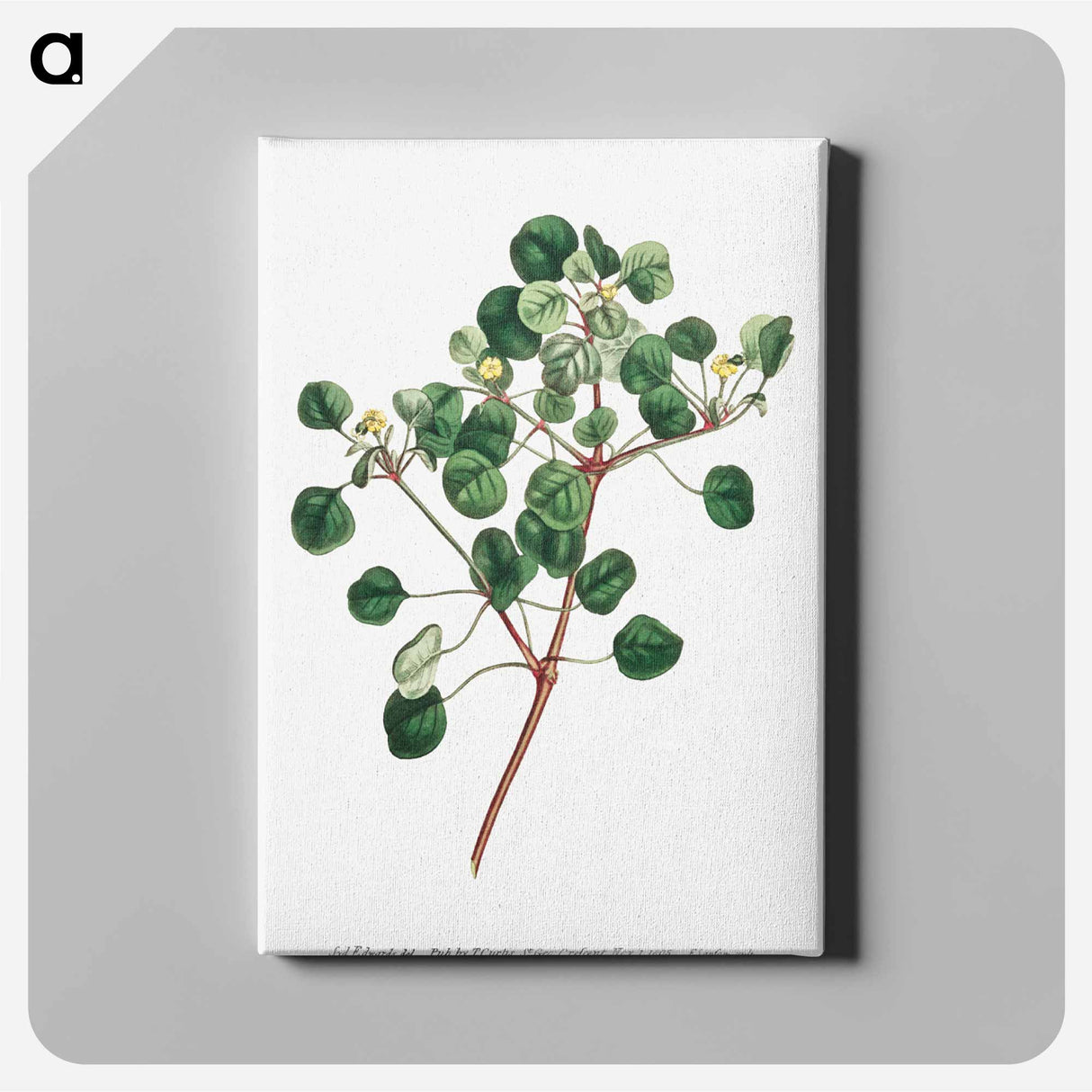 アートパネル-Euphorbia Petiolaris
- クリーブランド美術館 Canvas.