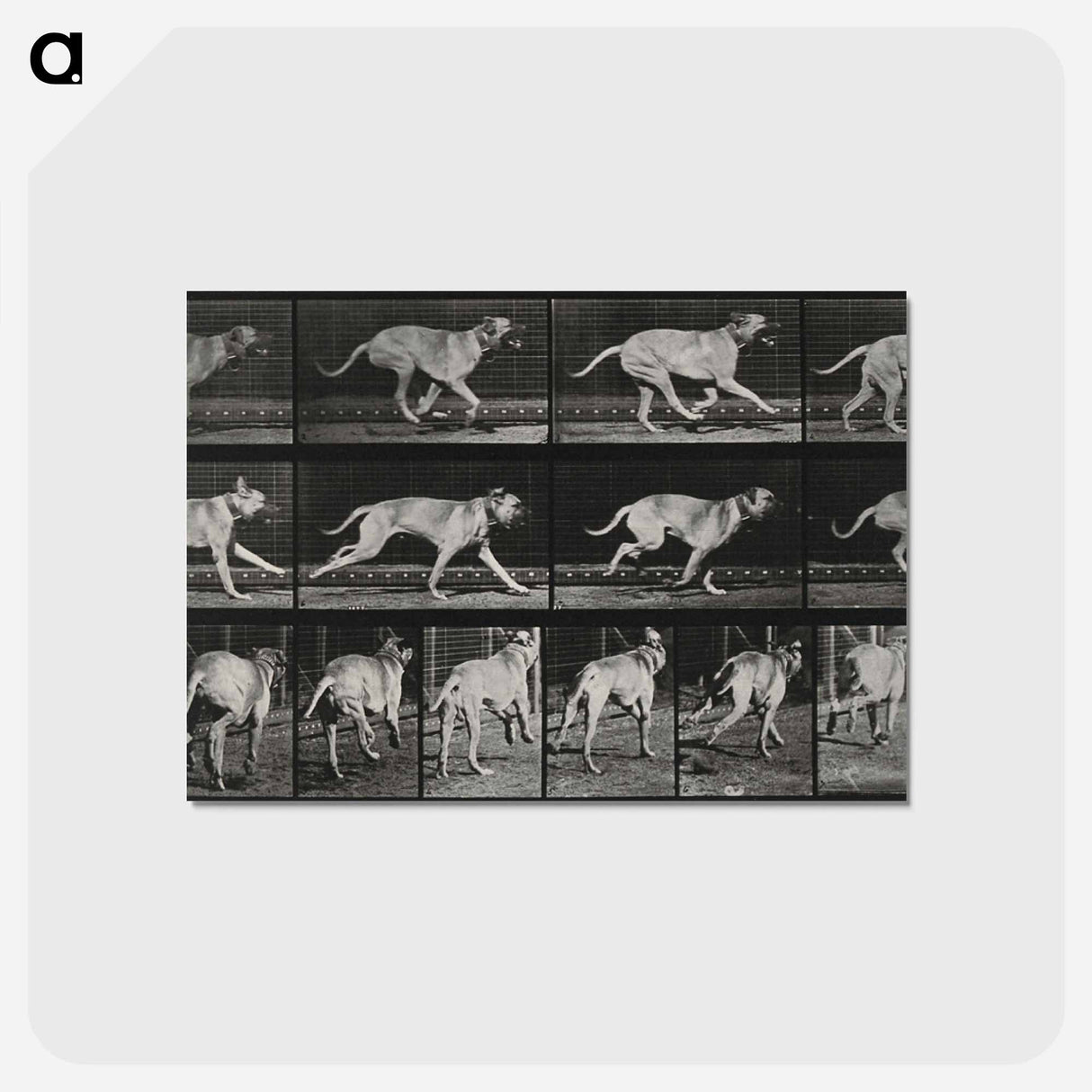 アートポストカード-Running Dog
- エドワード マイブリッジ Postcard.