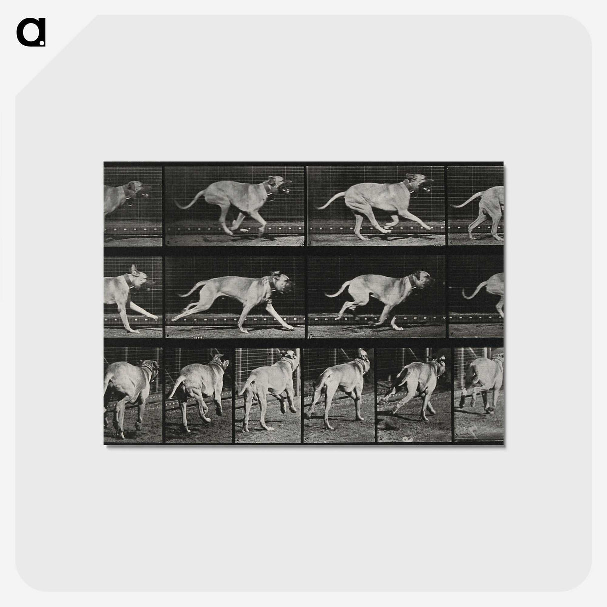 3-37_Eadweard-Muybridge_postcard