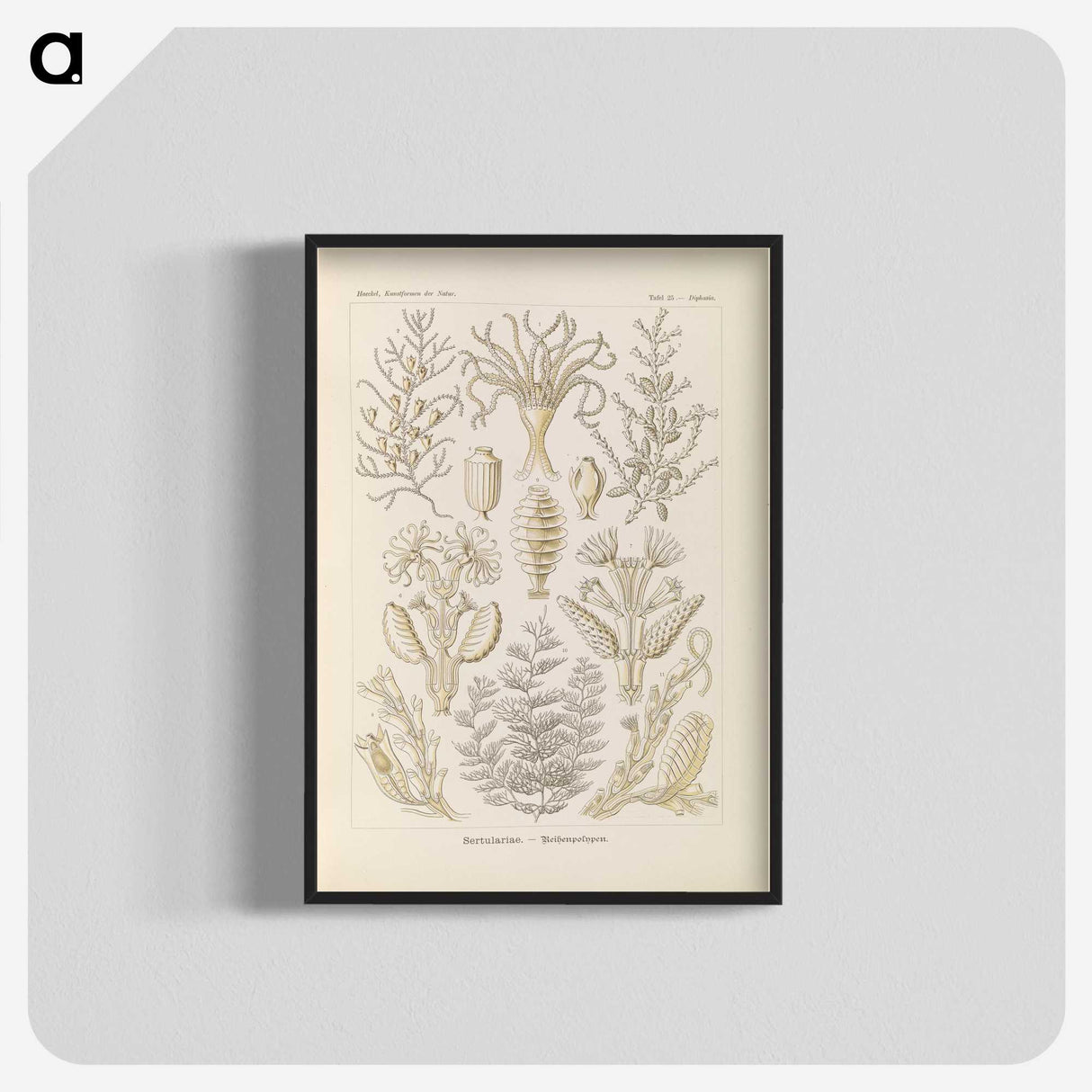 3-37_Ernst-Haeckel_blk-crop