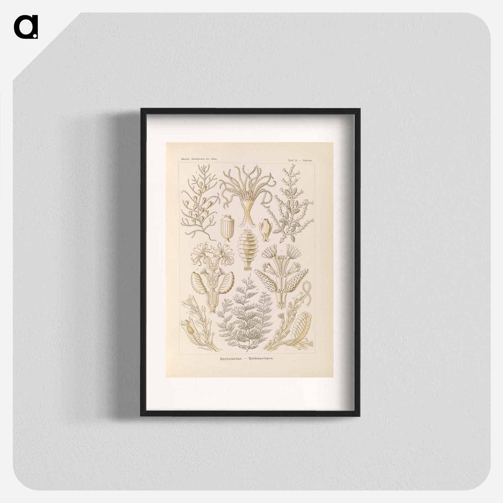 Marine life illustration - エルンスト ヘッケル Poster.
