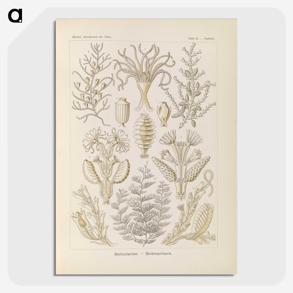 3-37_Ernst-Haeckel_picture-crop