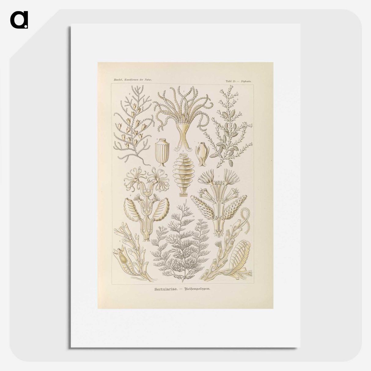 3-37_Ernst-Haeckel_picture