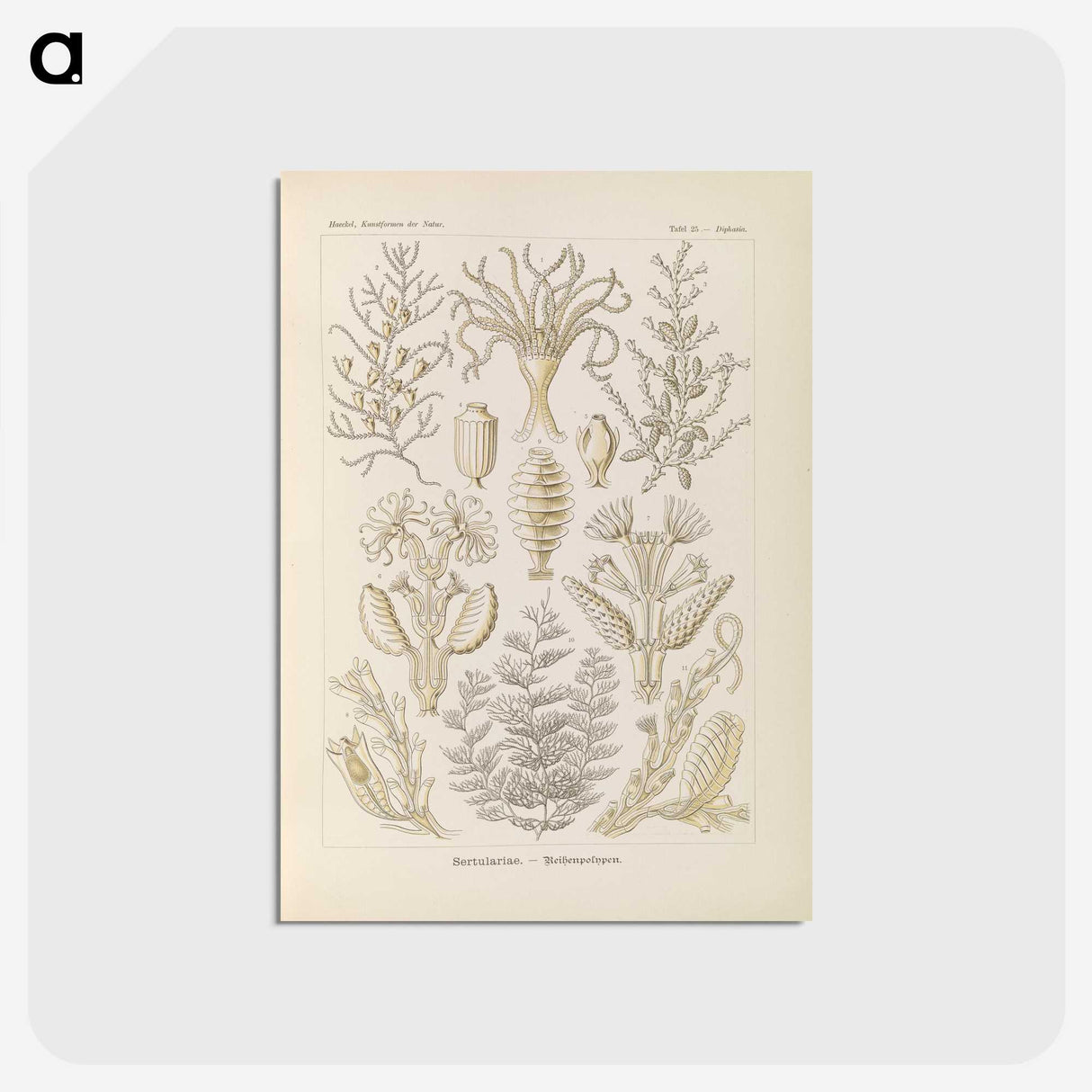 3-37_Ernst-Haeckel_postcard