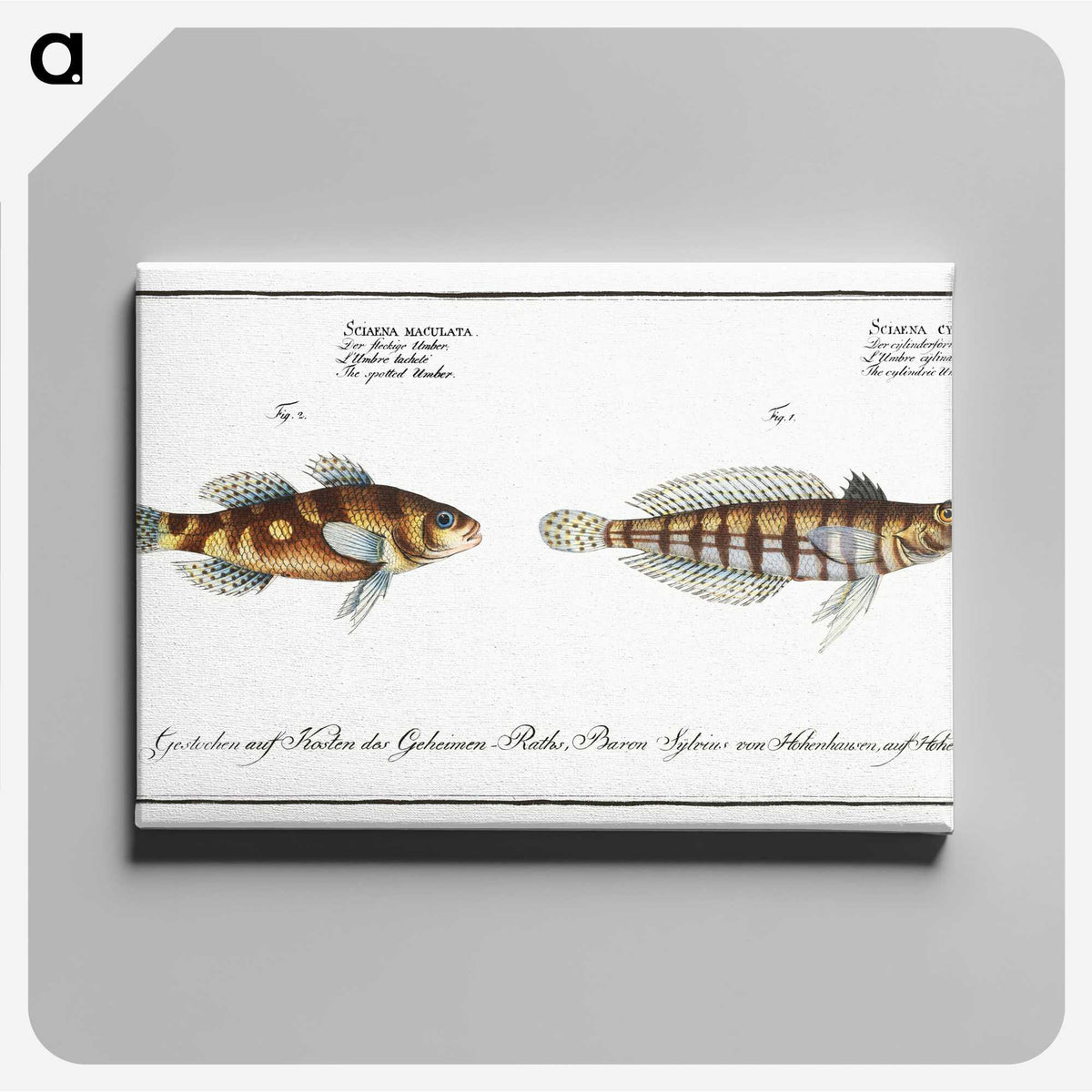 3-37_Ichtyologie-ou-Histoire-naturelle_canvas