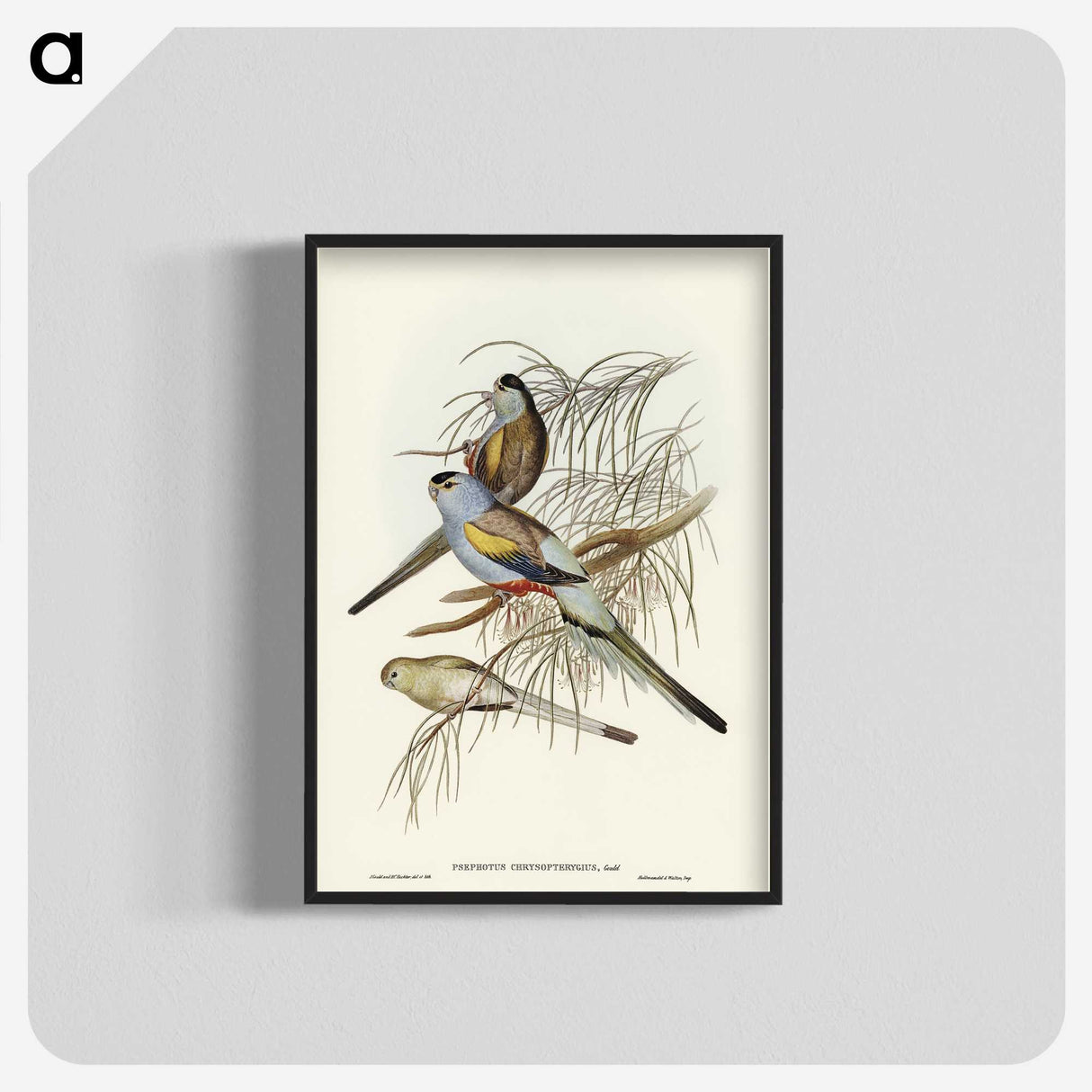 3-37_John-Gould_blk-crop